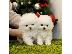 PoulaTo: Mini catelusi pomeranian gata