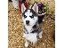 PoulaTo: Σιβηρικό χάσκι / Siberian Husky