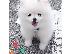 PoulaTo: Δύο φοβερά κουτάβια T-Cup Pomeranian
