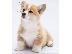 PoulaTo: Pembroke Ουαλικά Corgi κουτάβια