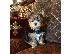 PoulaTo: AKC ΕΓΓΕΓΡΑΜΜΕΝΟ YORKSHIRE TERRIER Κουτάβια