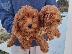 PoulaTo: Poodle apricot toy - Κανίς βερυκοκί τόι