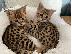 PoulaTo: Savannah Kittens