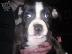 PoulaTo: Staffy κουτάβια