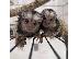 PoulaTo: Marmosets Monkeys Διαθέσιμα τώρα