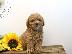 PoulaTo: Φλυτζάνι τσαγιού Maltipoo