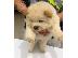 PoulaTo: Chow Chow