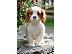PoulaTo: Τέλεια κουτάβια Cavalier King Charles Spaniel προς πώληση