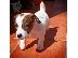 PoulaTo: Πωλούνται πολύ παιχνιδιάρικα κουτάβια Jack Russell Terrier...