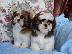 PoulaTo: Χαριτωμένο και όμορφο Shih Tzu Pups