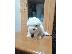 PoulaTo: Bichon Frise - Μπισόν Φριζέ