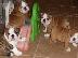 PoulaTo: christmas puppies for only 300€