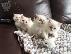 PoulaTo: birman x ragdoll