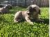 PoulaTo: Affectionate French bulldog puppies