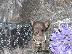 PoulaTo: AKC Chihuahua Puppies