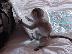 PoulaTo: baby capuchin monkey for 300€