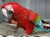 PoulaTo: scarlet παπαγάλος macaw για 200 ευρώ