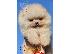 PoulaTo: Κουτάβια Pomeranian Boo