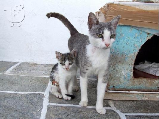 PoulaTo: Αξιολάτρευτα και υπέροχα γατάκια για υιοθεσία.