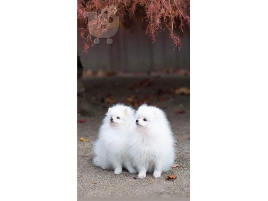PoulaTo: Αξιολάτρευτα κουτάβια Pomeranian
