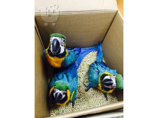 PoulaTo: Το DNA εξέτασε τα μωρά παπαγάλοι macaw