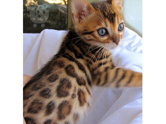 PoulaTo: Bengal Kitten - Γατάκι Βεγγάλης