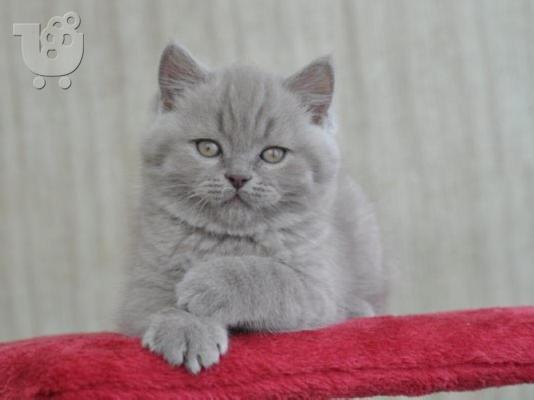 PoulaTo: Βρετανοί Σύντομο Μαλλιά γατάκια για εκ νέου παλιννόστησης