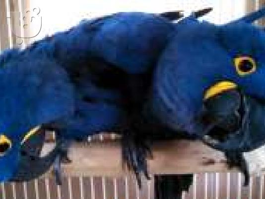 PoulaTo: Όμορφος παπαγάλος παπαγαλάκι