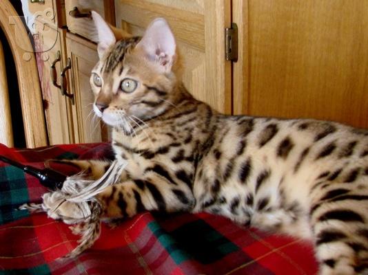 PoulaTo: Υγιή γατάκια γατάκι προς πώληση