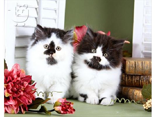 PoulaTo: Περσικά γατάκια προς πώληση καλά εκπαιδευμένα και καλά κοινωνικοποιημένα