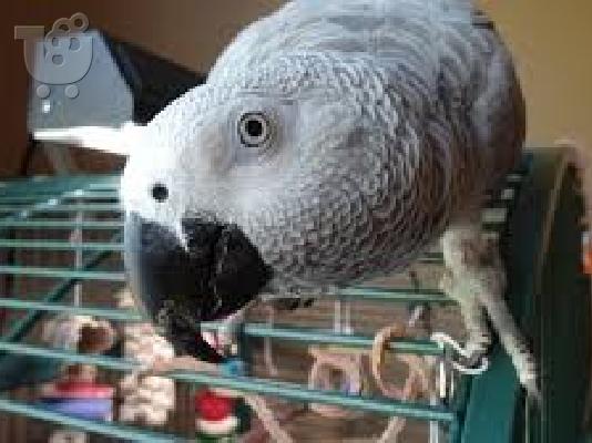 PoulaTo: Γλυκά και υπέροχα αφρικανικά γκρίζα παπαγάλοι προς πώληση