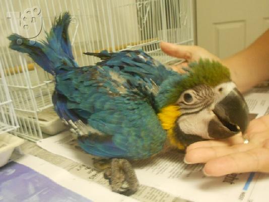 PoulaTo: beautiful pair of blue and gold macaw parrots