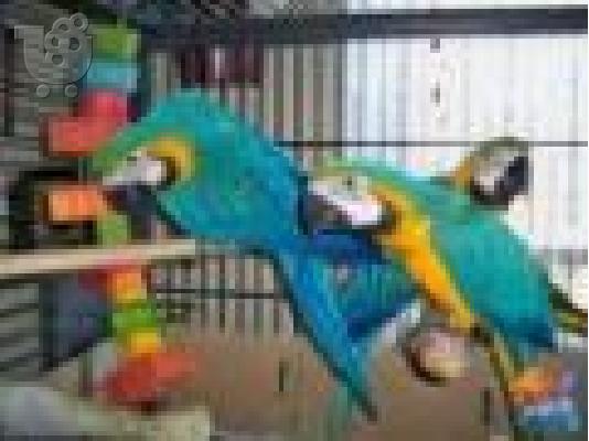 PoulaTo:   Scarlet παπαγάλος macaw για 200 ευρώ