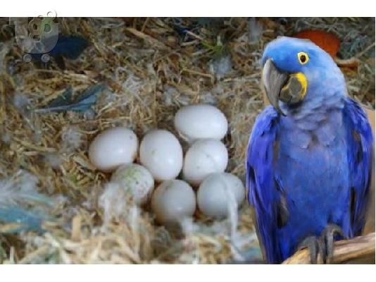 PoulaTo: Έχουμε έναν αρσενικό και θηλυκό παπαγάλο υάκινθος για υιοθεσία