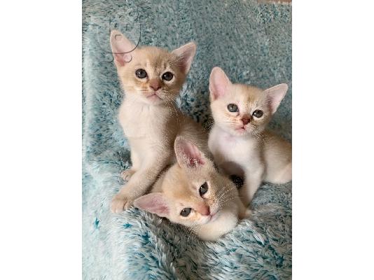 PoulaTo: Όμορφη ασιατική γατάκια