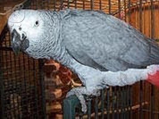 PoulaTo: talking african grey parrot for 150€