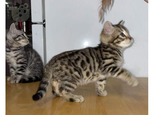 PoulaTo: Bengal Kittens For Sale