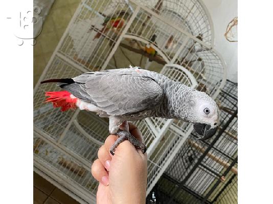 Charlie African Grey Parrot πολύ αγαπητό και φιλικό