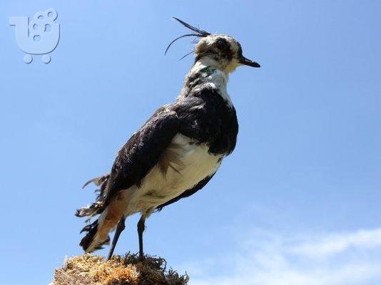 PoulaTo: Ολοκληρωμένη συλλογή ταριχευμένων πτηνών και ζώων
