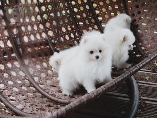 PoulaTo: Προσφορά χαριτωμένων κουταβιών Pomeranian