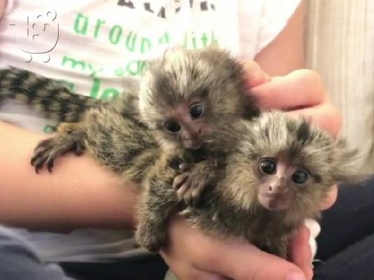PoulaTo: Baby Marmoset Monkeys For Adoption.