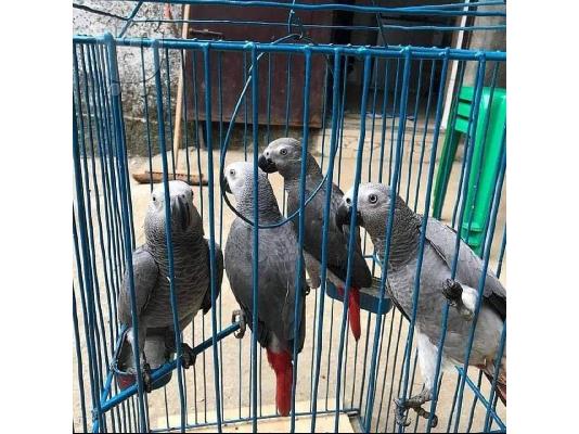 PoulaTo: hand tamed african grey parrots for adoption