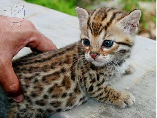 PoulaTo: BENGAL Kittens Διαθέσιμο