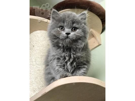 PoulaTo: Εκπληκτική βρετανική μακρά γατάκια