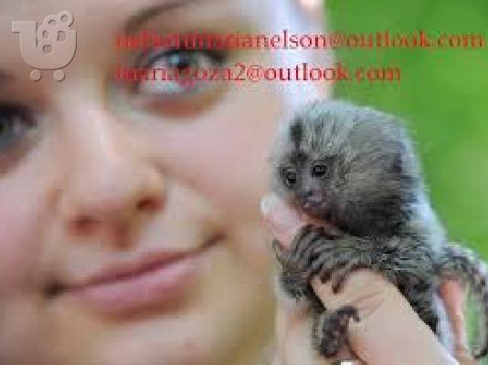 PoulaTo: πιθήκους marmoset,capuchin monkey και άλλα είδη προς πώληση