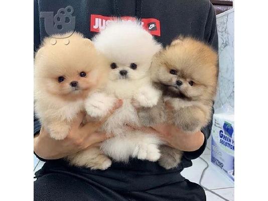 PoulaTo: Όμορφα κουτάβια Pomeranian για καλό σπίτι