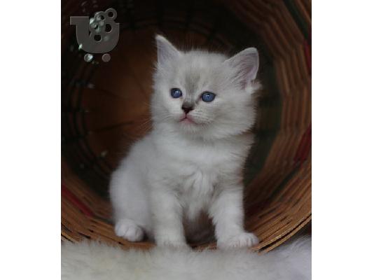 PoulaTo: Ράγκντολ γατάκια  / Ragdoll kittens