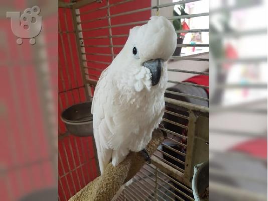 PoulaTo: Όμορφοι παπαγάλοι Cockatoo