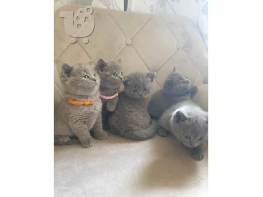PoulaTo: chunky grey and beige kittens for adoption