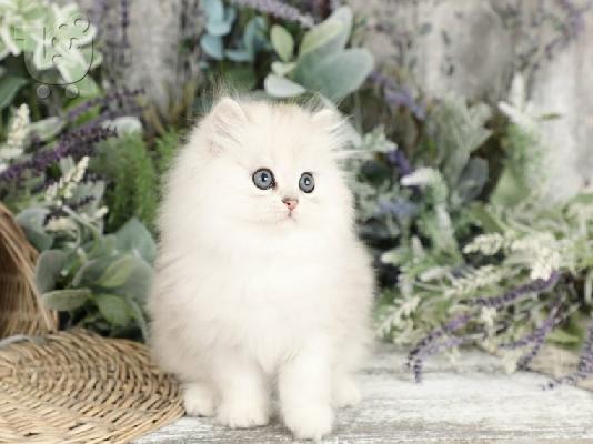 PoulaTo: Περσικά γατάκια- Persian kittens
